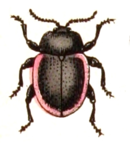 Chrysolina limbata &copy; <bdi><a href="https://www.wikidata.org/wiki/Q18508143" class="extiw" title="d:Q18508143">Emil Hochdanz</a>
</bdi>