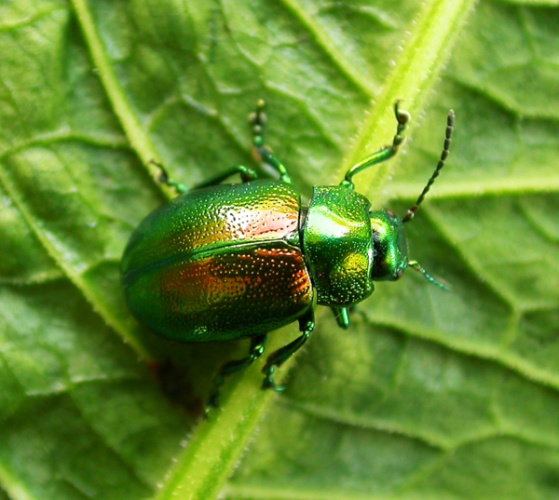Tansy beetle © Geoff Oxford
