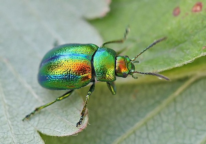 Chrysolina fastuosa &copy; 