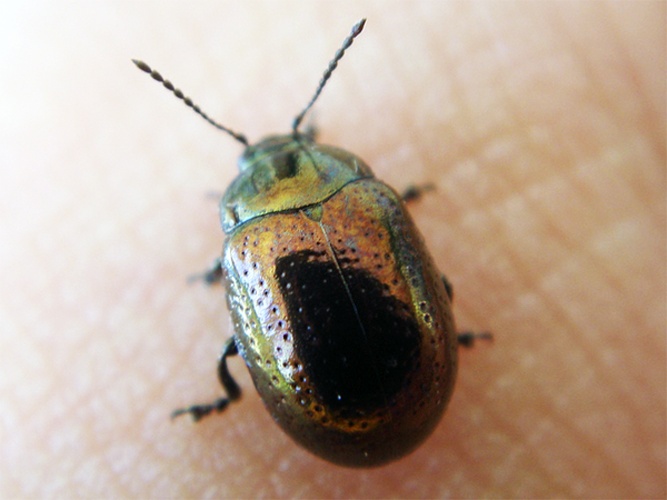 Chrysolina hyperici © <a rel="nofollow" class="external text" href="https://www.flickr.com/photos/joaocoelho/">JCoelho</a>