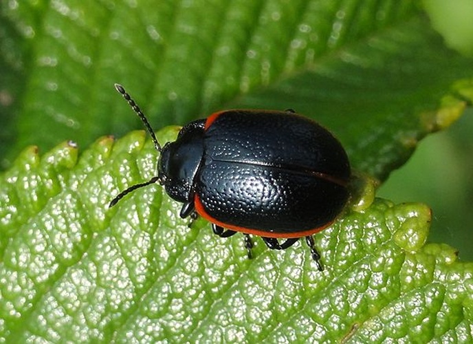 Chrysolina sanguinolenta © <table style="width:100%; border:1px solid #aaa; background:#efd; text-align:center"><tbody><tr>
<td>
<a href="//commons.wikimedia.org/wiki/File:Aspitates_ochrearia.jpg" class="image"><img alt="Aspitates ochrearia.jpg" src="https://upload.wikimedia.org/wikipedia/commons/thumb/b/bc/Aspitates_ochrearia.jpg/55px-Aspitates_ochrearia.jpg" decoding="async" width="55" height="41" srcset="https://upload.wikimedia.org/wikipedia/commons/thumb/b/bc/Aspitates_ochrearia.jpg/83px-Aspitates_ochrearia.jpg 1.5x, https://upload.wikimedia.org/wikipedia/commons/thumb/b/bc/Aspitates_ochrearia.jpg/110px-Aspitates_ochrearia.jpg 2x" data-file-width="800" data-file-height="600"></a>
</td>
<td>This image is created by user <a rel="nofollow" class="external text" href="http://waarneming.nl/user/photos/12427">jeffrey huizenga</a> at <a rel="nofollow" class="external text" href="http://waarneming.nl/">waarneming.nl</a>, a source of nature observations in the Netherlands.
</td>
</tr></tbody></table>