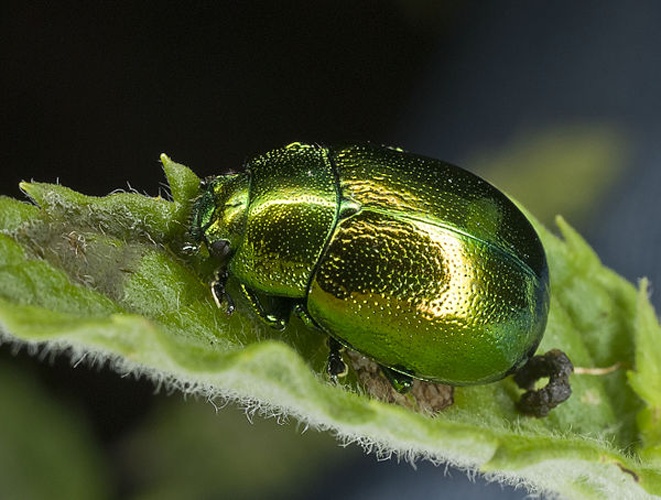 Chrysolina herbacea &copy; pjt56