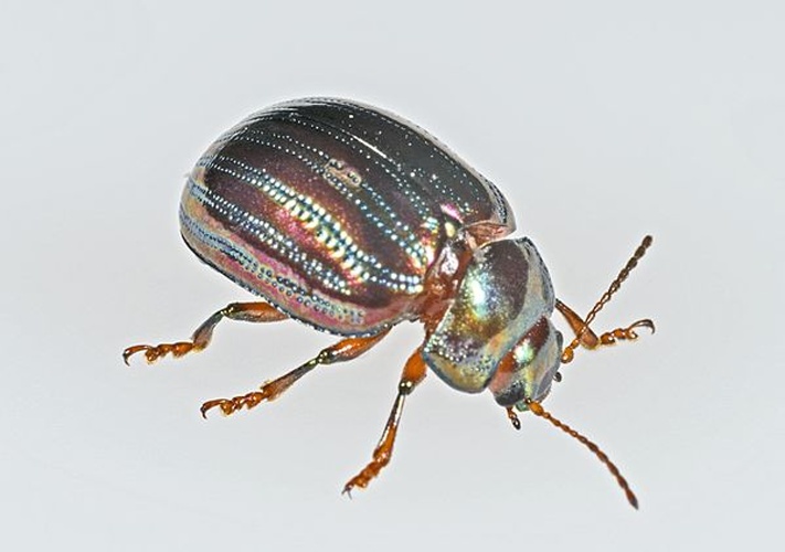 Chrysolina americana © <div class="fn value">
<a href="//commons.wikimedia.org/wiki/User:Archaeodontosaurus" title="User:Archaeodontosaurus">Didier Descouens</a>
</div>