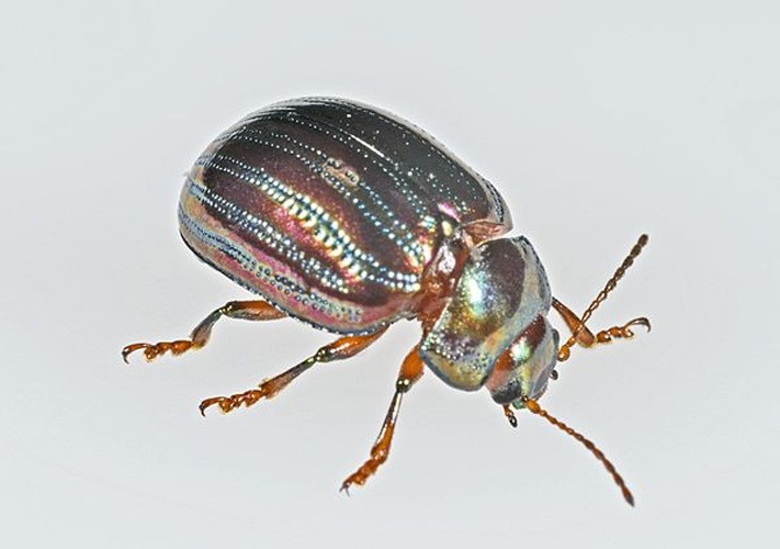 Chrysolina americana &copy; <div class="fn value">
<a href="//commons.wikimedia.org/wiki/User:Archaeodontosaurus" title="User:Archaeodontosaurus">Didier Descouens</a>
</div>