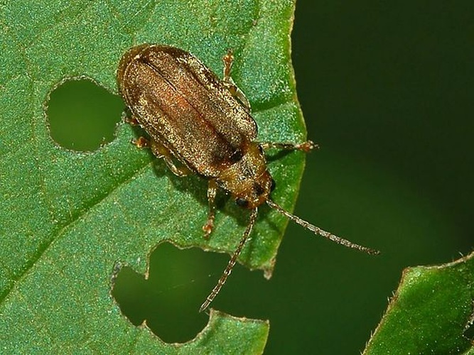 Pyrrhalta viburni © <a href="//commons.wikimedia.org/wiki/User:Hectonichus" title="User:Hectonichus">Hectonichus</a>