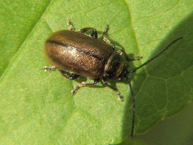 Lochmaea suturalis © <a rel="nofollow" class="external text" href="https://www.geograph.org.uk/profile/22713">Lairich Rig</a>