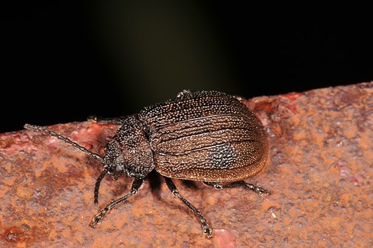 Galeruca interrupta &copy; <a href="//commons.wikimedia.org/wiki/User:Dysmachus" title="User:Dysmachus">Fritz Geller-Grimm</a>