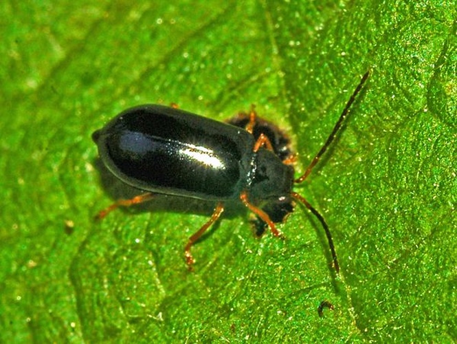 Luperus longicornis © <a href="//commons.wikimedia.org/wiki/User:Hectonichus" title="User:Hectonichus">Hectonichus</a>