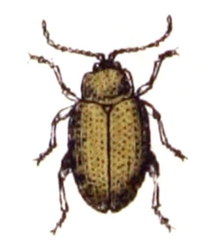 Psylliodes affinis &copy; <bdi><a href="https://www.wikidata.org/wiki/Q18508143" class="extiw" title="d:Q18508143">Emil Hochdanz</a>
</bdi>