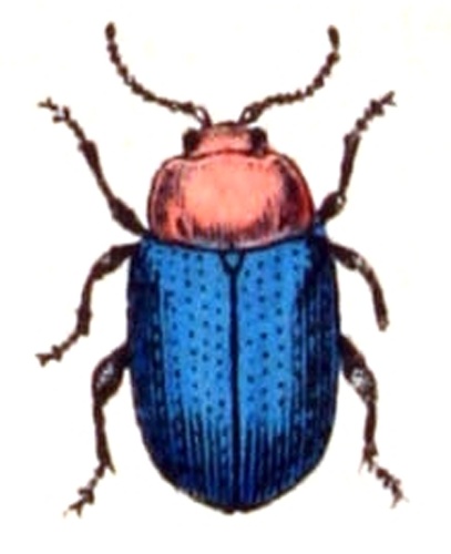 Podagrica fuscipes &copy; <bdi><a href="https://www.wikidata.org/wiki/Q18508143" class="extiw" title="d:Q18508143">Emil Hochdanz</a>
</bdi>