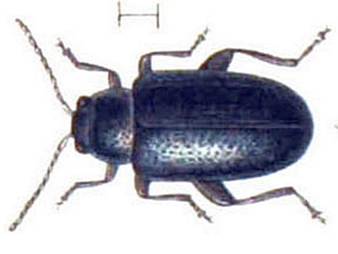 Phyllotreta atra © <bdi><a href="https://en.wikipedia.org/wiki/en:Edmund_Reitter" class="extiw" title="w:en:Edmund Reitter">Edmund Reitter</a>
</bdi>