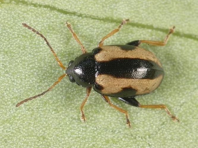 Phyllotreta ochripes &copy; <table style="width:100%; border:1px solid #aaa; background:#efd; text-align:center"><tbody><tr>
<td>
<a href="//commons.wikimedia.org/wiki/File:Aspitates_ochrearia.jpg" class="image"><img alt="Aspitates ochrearia.jpg" src="https://upload.wikimedia.org/wikipedia/commons/thumb/b/bc/Aspitates_ochrearia.jpg/55px-Aspitates_ochrearia.jpg" decoding="async" width="55" height="41" srcset="https://upload.wikimedia.org/wikipedia/commons/thumb/b/bc/Aspitates_ochrearia.jpg/83px-Aspitates_ochrearia.jpg 1.5x, https://upload.wikimedia.org/wikipedia/commons/thumb/b/bc/Aspitates_ochrearia.jpg/110px-Aspitates_ochrearia.jpg 2x" data-file-width="800" data-file-height="600"></a>
</td>
<td>This image is created by user <a rel="nofollow" class="external text" href="http://waarneming.nl/user/photos/5009">Wim Rubers</a> at <a rel="nofollow" class="external text" href="http://waarneming.nl/">waarneming.nl</a>, a source of nature observations in the Netherlands.
</td>
</tr></tbody></table>