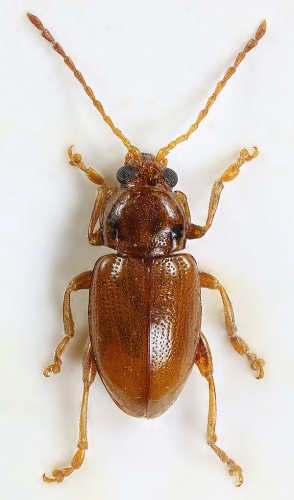 Neocrepidodera transversa &copy; <a rel="nofollow" class="external text" href="https://www.flickr.com/people/130093583@N04">Janet Graham</a>