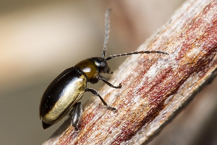 Longitarsus dorsalis &copy; <a rel="nofollow" class="external text" href="https://www.flickr.com/people/105673978@N08">Nikk</a> from Peterborough, UK