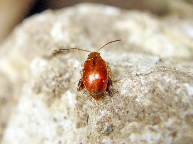 Longitarsus rutilus &copy; <a rel="nofollow" class="external text" href="https://www.flickr.com/photos/joaocoelho/">J. Coelho</a>