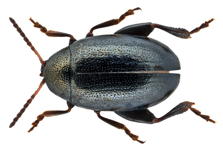 Dibolia occultans &copy; <a rel="nofollow" class="external text" href="https://www.flickr.com/people/30703260@N08">Udo Schmidt</a> from Deutschland