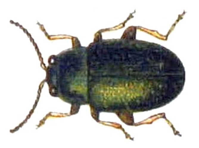 Chaetocnema angustula &copy; Edmund Reitter, K.G. Lutz