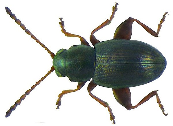 Batophila aerata &copy; <a rel="nofollow" class="external text" href="https://www.flickr.com/people/30703260@N08">Udo Schmidt</a>