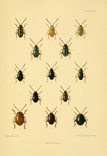 Apteropeda globosa © Donisthorpe, Horace St. John Kelly; Fowler, W. W.