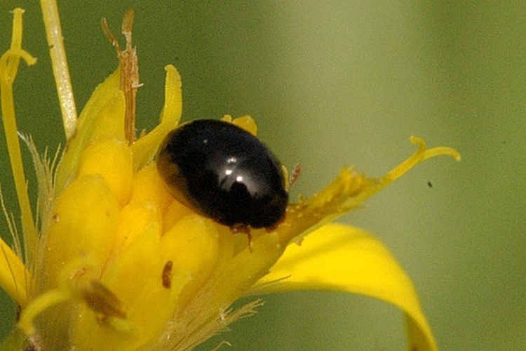 Apteropeda orbiculata &copy; James K. Lindsey