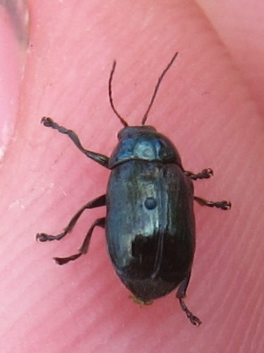 Altica aenescens &copy; <table style="width:100%; border:1px solid #aaa; background:#efd; text-align:center"><tbody><tr>
<td>
<a href="//commons.wikimedia.org/wiki/File:Aspitates_ochrearia.jpg" class="image"><img alt="Aspitates ochrearia.jpg" src="https://upload.wikimedia.org/wikipedia/commons/thumb/b/bc/Aspitates_ochrearia.jpg/55px-Aspitates_ochrearia.jpg" decoding="async" width="55" height="41" srcset="https://upload.wikimedia.org/wikipedia/commons/thumb/b/bc/Aspitates_ochrearia.jpg/83px-Aspitates_ochrearia.jpg 1.5x, https://upload.wikimedia.org/wikipedia/commons/thumb/b/bc/Aspitates_ochrearia.jpg/110px-Aspitates_ochrearia.jpg 2x" data-file-width="800" data-file-height="600"></a>
</td>
<td>This image is created by user <a rel="nofollow" class="external text" href="http://waarneming.nl/user/photos/14699">Wouter Bosgra</a> at <a rel="nofollow" class="external text" href="http://waarneming.nl/">waarneming.nl</a>, a source of nature observations in the Netherlands.
</td>
</tr></tbody></table>