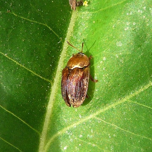 Hypocassida meridionalis © <a rel="nofollow" class="external text" href="https://www.flickr.com/people/43272765@N04">gailhampshire</a> from Cradley, Malvern, U.K