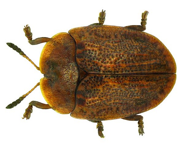 Hypocassida subferruginea &copy; <a rel="nofollow" class="external text" href="https://www.flickr.com/people/30703260@N08">Udo Schmidt</a>