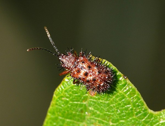 Dicladispa testacea &copy; <a href="//commons.wikimedia.org/wiki/User:Lucarelli" title="User:Lucarelli">Lucarelli</a>