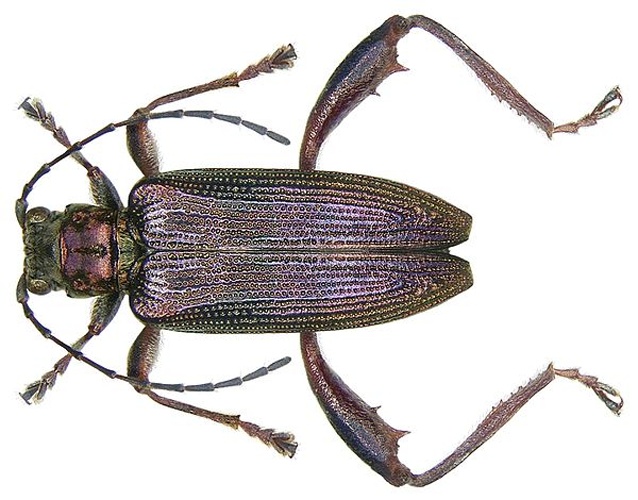 Donacia crassipes &copy; <a rel="nofollow" class="external text" href="https://www.flickr.com/people/30703260@N08">Udo Schmidt</a>