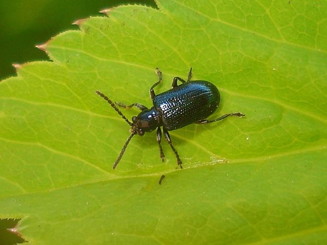 Oulema gallaeciana &copy; <a href="//commons.wikimedia.org/wiki/User:Sanja565658" title="User:Sanja565658">Sanja565658</a>