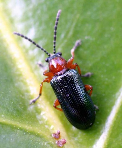 Cereal leaf beetle © 