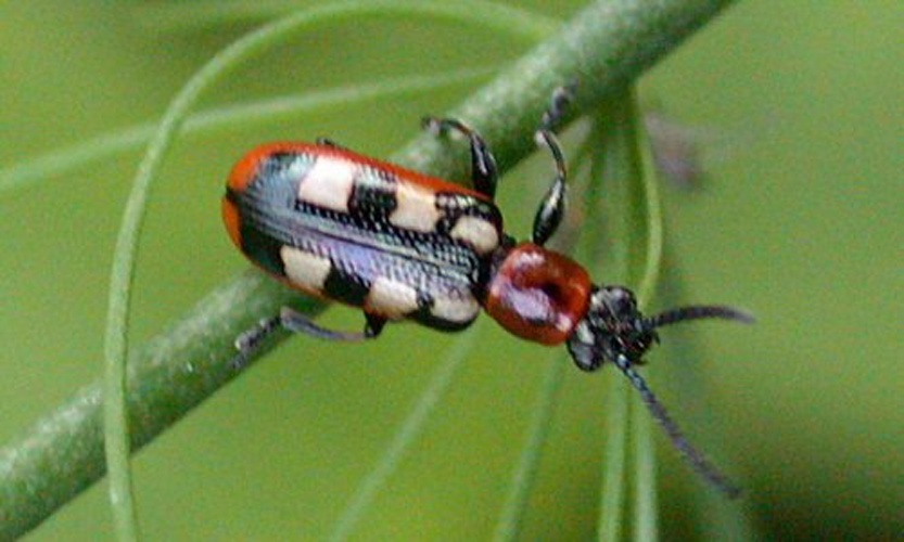 Common asparagus beetle © No machine-readable author provided. <a href="//commons.wikimedia.org/w/index.php?title=User:Keith_Edkins,_Cambridge,_UK&amp;action=edit&amp;redlink=1" class="new" title="User:Keith Edkins, Cambridge, UK (page does not exist)">User:Keith Edkins, Cambridge, UK</a> assumed (based on copyright claims).