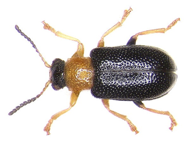 Zeugophora flavicollis &copy; <a rel="nofollow" class="external text" href="https://www.flickr.com/people/30703260@N08">Udo Schmidt</a>