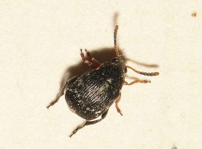 Bruchus luteicornis © <table style="width:100%; border:1px solid #aaa; background:#efd; text-align:center"><tbody><tr>
<td>
<a href="//commons.wikimedia.org/wiki/File:Aspitates_ochrearia.jpg" class="image"><img alt="Aspitates ochrearia.jpg" src="https://upload.wikimedia.org/wikipedia/commons/thumb/b/bc/Aspitates_ochrearia.jpg/55px-Aspitates_ochrearia.jpg" decoding="async" width="55" height="41" srcset="https://upload.wikimedia.org/wikipedia/commons/thumb/b/bc/Aspitates_ochrearia.jpg/83px-Aspitates_ochrearia.jpg 1.5x, https://upload.wikimedia.org/wikipedia/commons/thumb/b/bc/Aspitates_ochrearia.jpg/110px-Aspitates_ochrearia.jpg 2x" data-file-width="800" data-file-height="600"></a>
</td>
<td>This image is created by user <a rel="nofollow" class="external text" href="http://waarneming.nl/user/photos/19474">Dick Belgers</a> at <a rel="nofollow" class="external text" href="http://waarneming.nl/">waarneming.nl</a>, a source of nature observations in the Netherlands.
</td>
</tr></tbody></table>