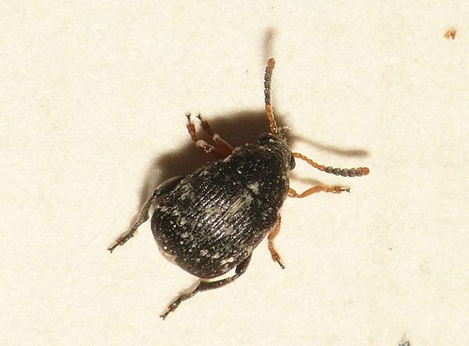 Bruchus luteicornis &copy; <table style="width:100%; border:1px solid #aaa; background:#efd; text-align:center"><tbody><tr>
<td>
<a href="//commons.wikimedia.org/wiki/File:Aspitates_ochrearia.jpg" class="image"><img alt="Aspitates ochrearia.jpg" src="https://upload.wikimedia.org/wikipedia/commons/thumb/b/bc/Aspitates_ochrearia.jpg/55px-Aspitates_ochrearia.jpg" decoding="async" width="55" height="41" srcset="https://upload.wikimedia.org/wikipedia/commons/thumb/b/bc/Aspitates_ochrearia.jpg/83px-Aspitates_ochrearia.jpg 1.5x, https://upload.wikimedia.org/wikipedia/commons/thumb/b/bc/Aspitates_ochrearia.jpg/110px-Aspitates_ochrearia.jpg 2x" data-file-width="800" data-file-height="600"></a>
</td>
<td>This image is created by user <a rel="nofollow" class="external text" href="http://waarneming.nl/user/photos/19474">Dick Belgers</a> at <a rel="nofollow" class="external text" href="http://waarneming.nl/">waarneming.nl</a>, a source of nature observations in the Netherlands.
</td>
</tr></tbody></table>