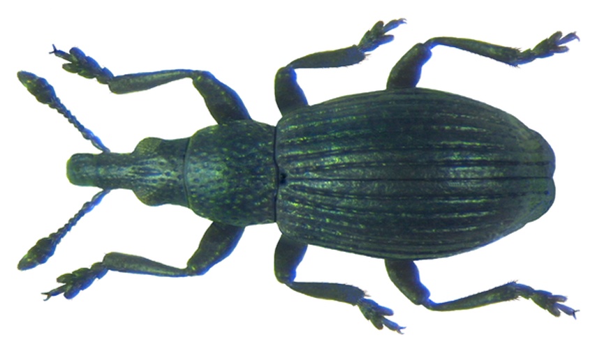 Aizobius sedi &copy; <a rel="nofollow" class="external text" href="https://www.flickr.com/people/30703260@N08">Udo Schmidt</a> from Deutschland