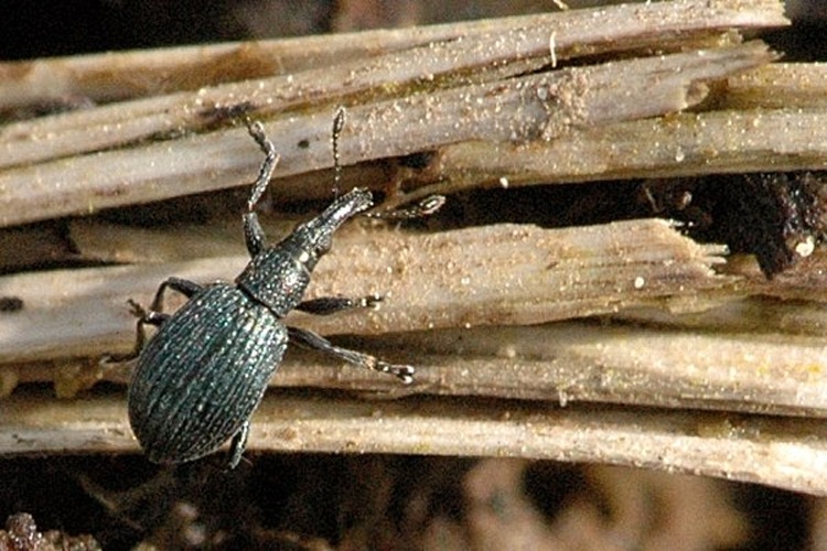 Ischnopterapion virens &copy; James K. Lindsey