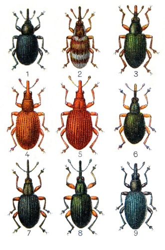 Protapion apricans &copy; E. Reitter Fauna Germanica