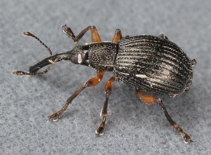 Protapion assimile &copy; <a rel="nofollow" class="external text" href="https://www.flickr.com/people/130093583@N04">Janet Graham</a>