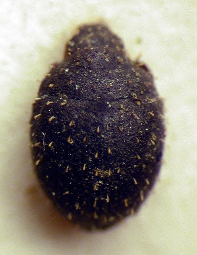 Chaetophora spinosa © M. Virtala