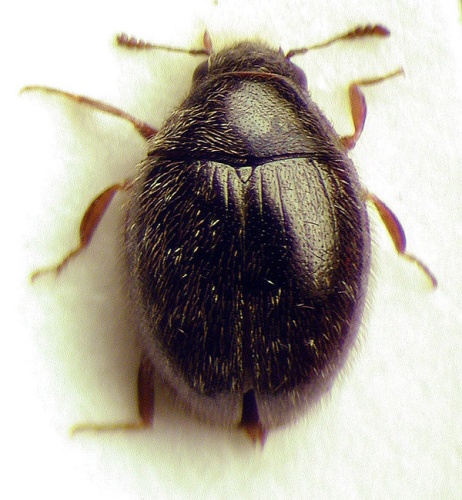 Simplocaria semistriata © M. Virtala