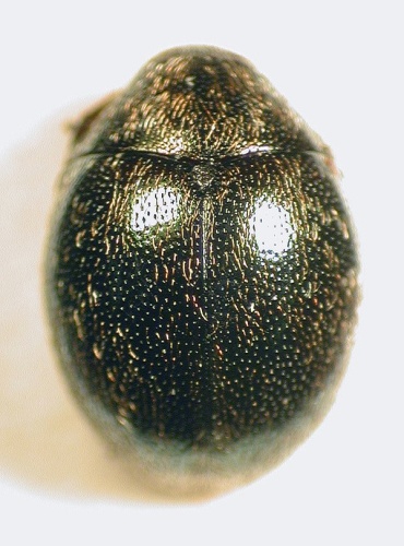 Lamprobyrrhulus nitidus © M. Virtala