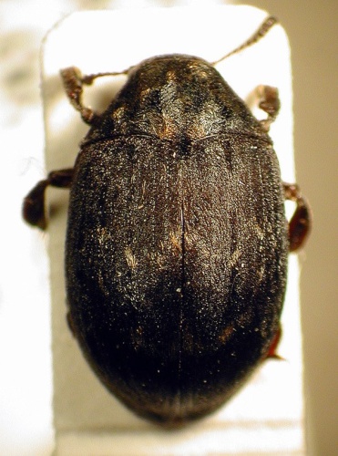 Byrrhus pustulatus © M. Virtala