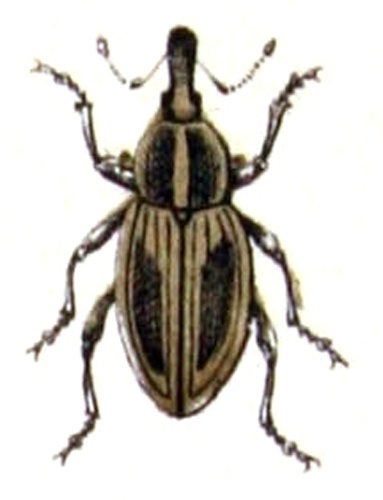 Hypera plantaginis © <bdi><a href="https://www.wikidata.org/wiki/Q18508143" class="extiw" title="d:Q18508143">Emil Hochdanz</a>
</bdi>