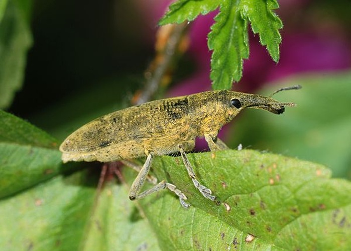 Lixus pulverulentus © <a href="//commons.wikimedia.org/wiki/User:Alvesgaspar" title="User:Alvesgaspar">Alvesgaspar</a>