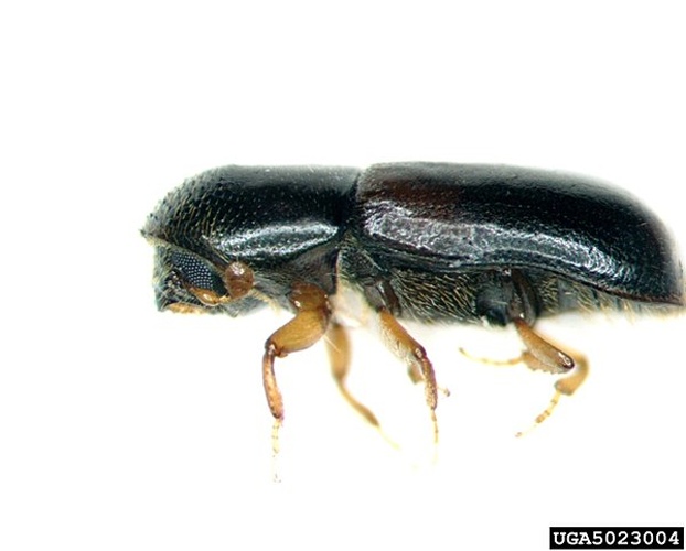 Gnathotrichus materiarius © Pennsylvania Department of Conservation and Natural Resources - Forestry , Bugwood.org