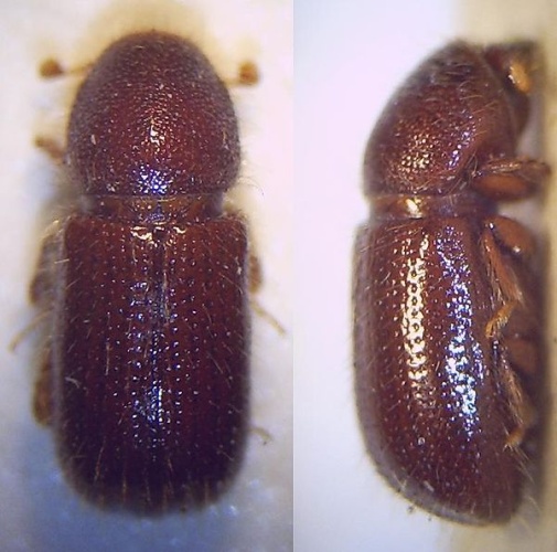 Dryocoetes autographus &copy; <a href="//commons.wikimedia.org/w/index.php?title=User:Fdcgoeul&amp;action=edit&amp;redlink=1" class="new" title="User:Fdcgoeul (page does not exist)">Fdcgoeul</a>