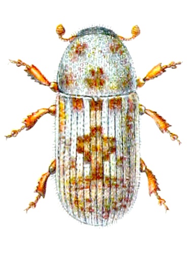 Pteleobius vittatus © <bdi><a href="https://en.wikipedia.org/wiki/en:Edmund_Reitter" class="extiw" title="w:en:Edmund Reitter">Edmund Reitter</a>
</bdi>