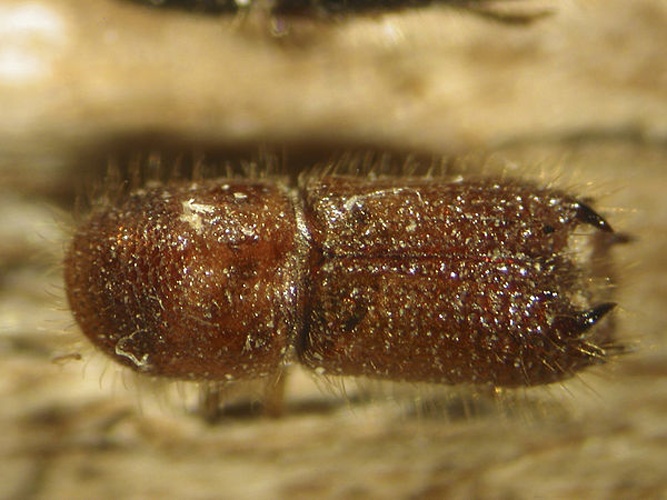 Pityokteines spinidens © Louis-Michel Nageleisen, Département de la Santé des Forêts, France