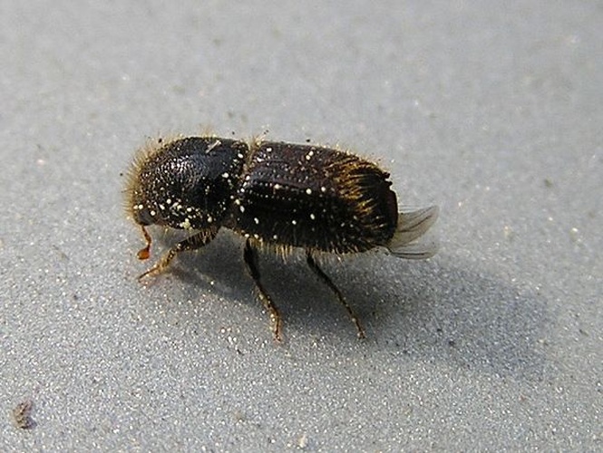 European spruce bark beetle © 